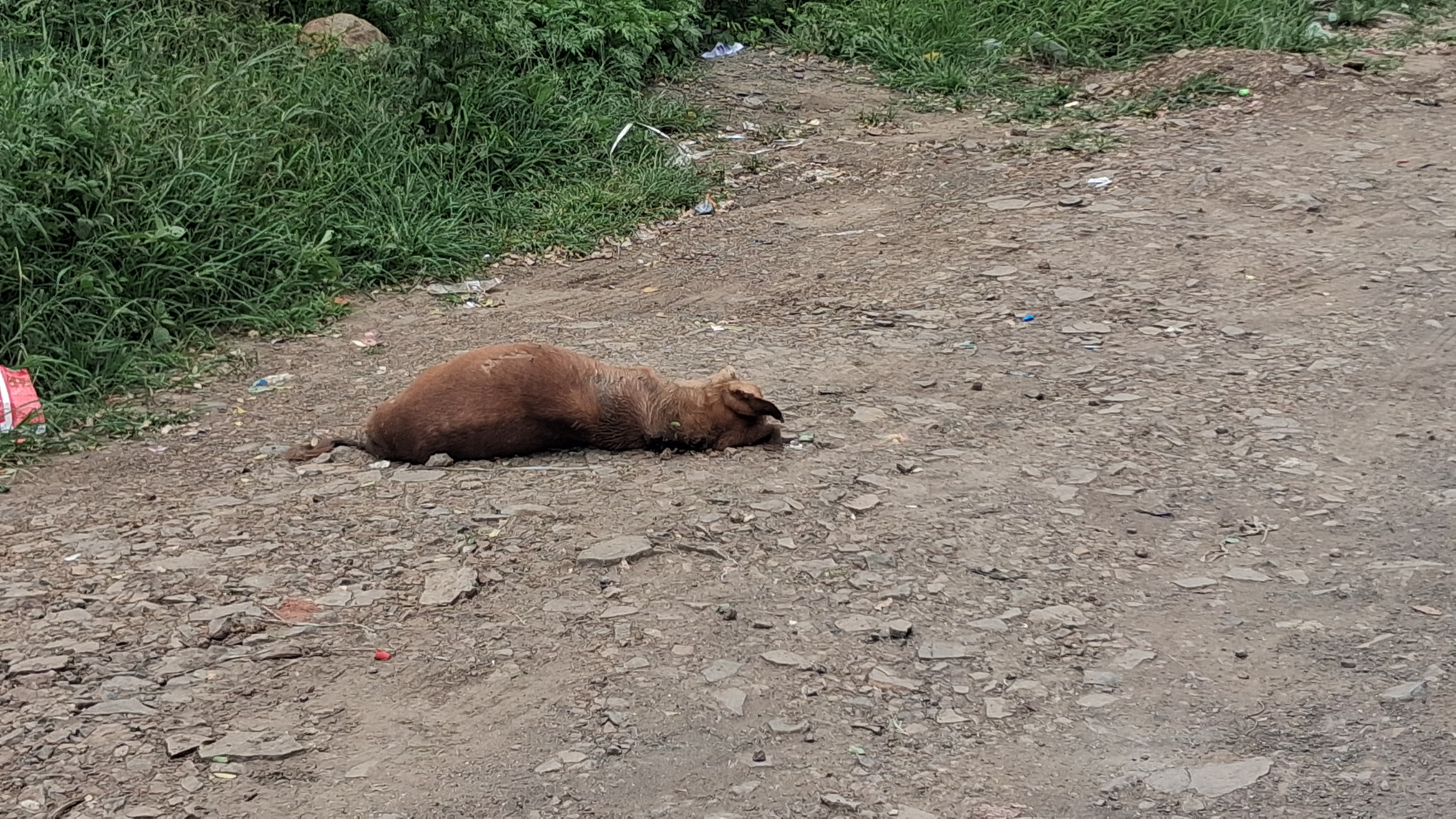 मृत कृत्र्याचे मनोगत,  देहू  नगरपंचायत प्रशासन जागा हो