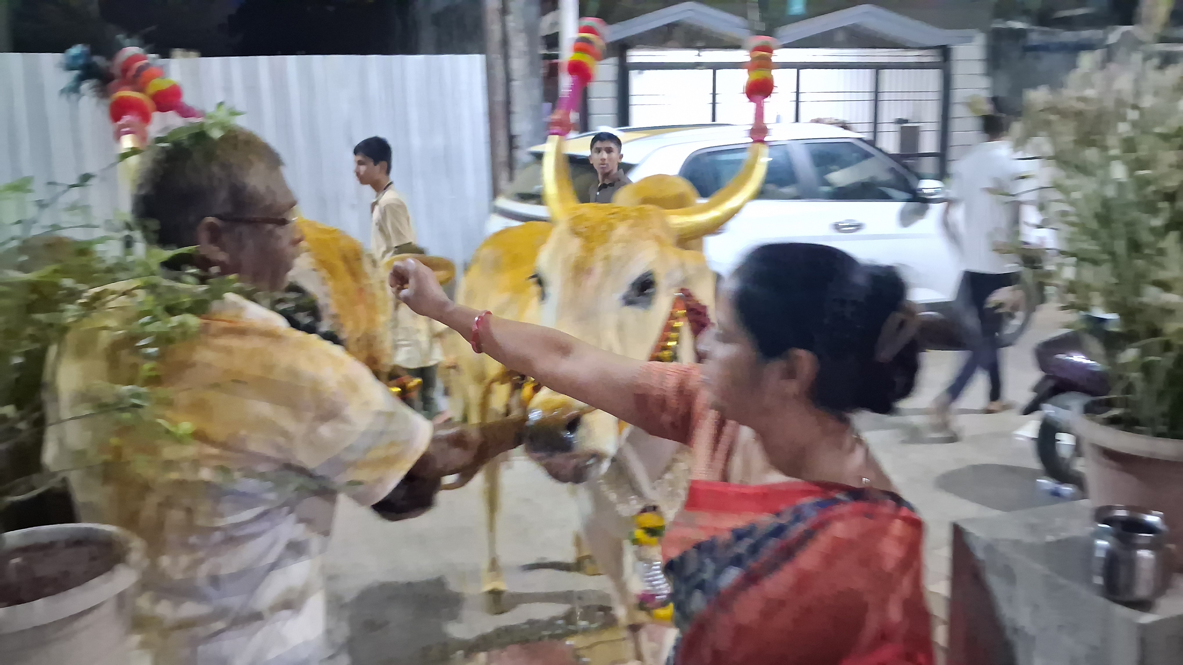 देहूत बैलपोळा सण पारंपरिक वाद्यांच्या गजरात आणि भंडाऱ्याची उधळण करत  उत्साहात साजरा